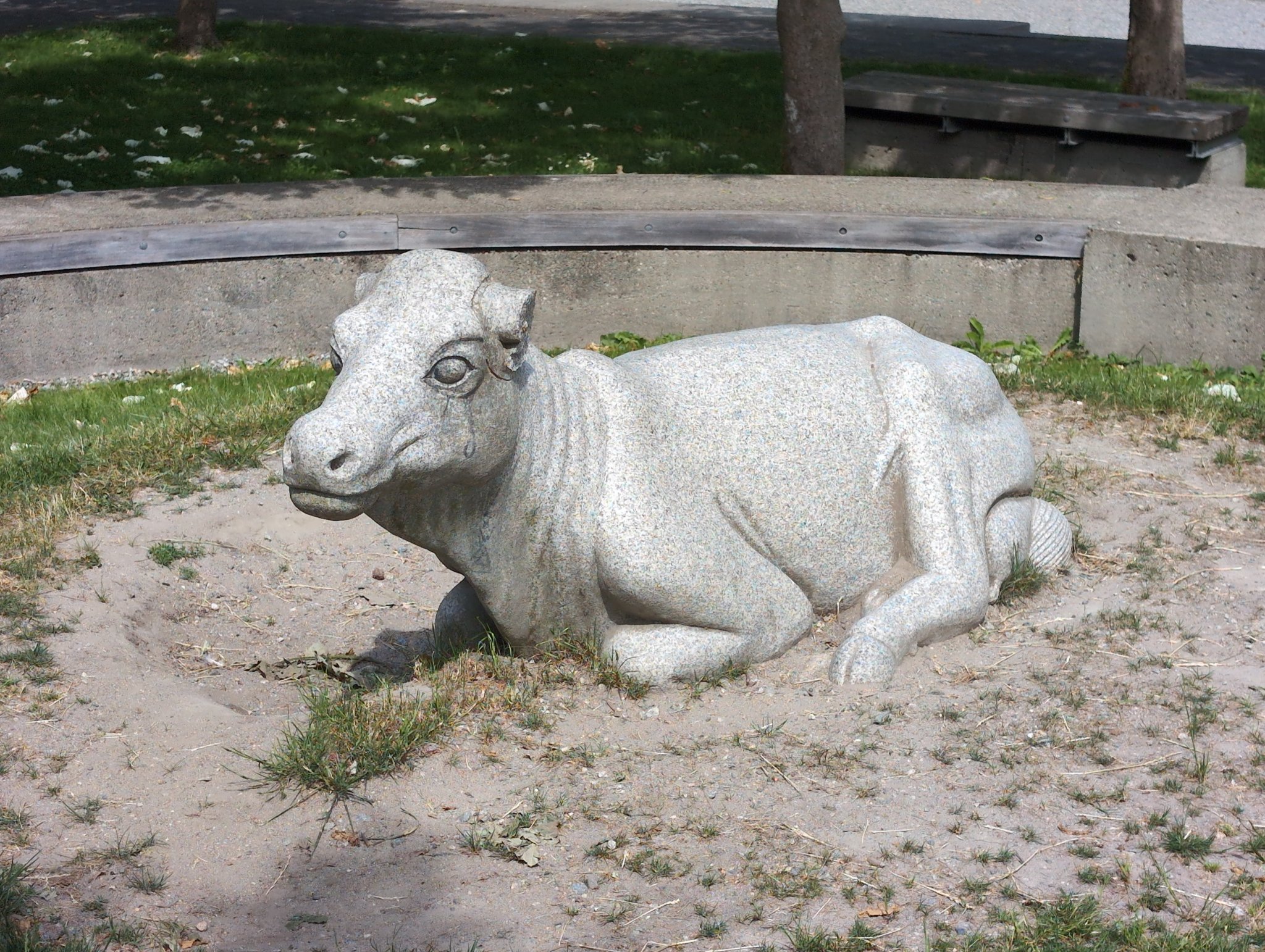 Cow in Vancouver, photographed May 24, 2026