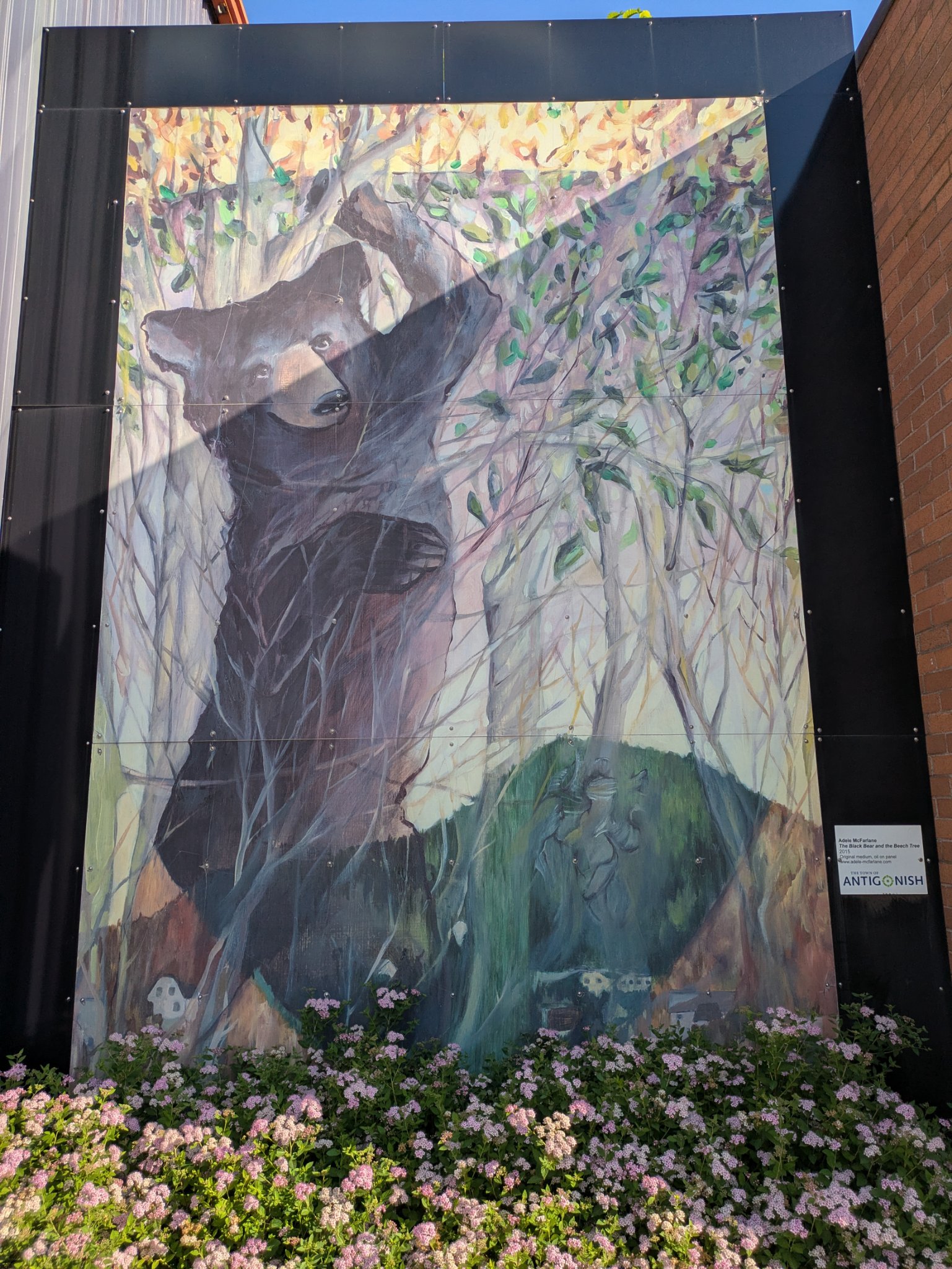 The black bear and the beech tree by Adele McFarlane in Antigonish, photographed July 12, 2026