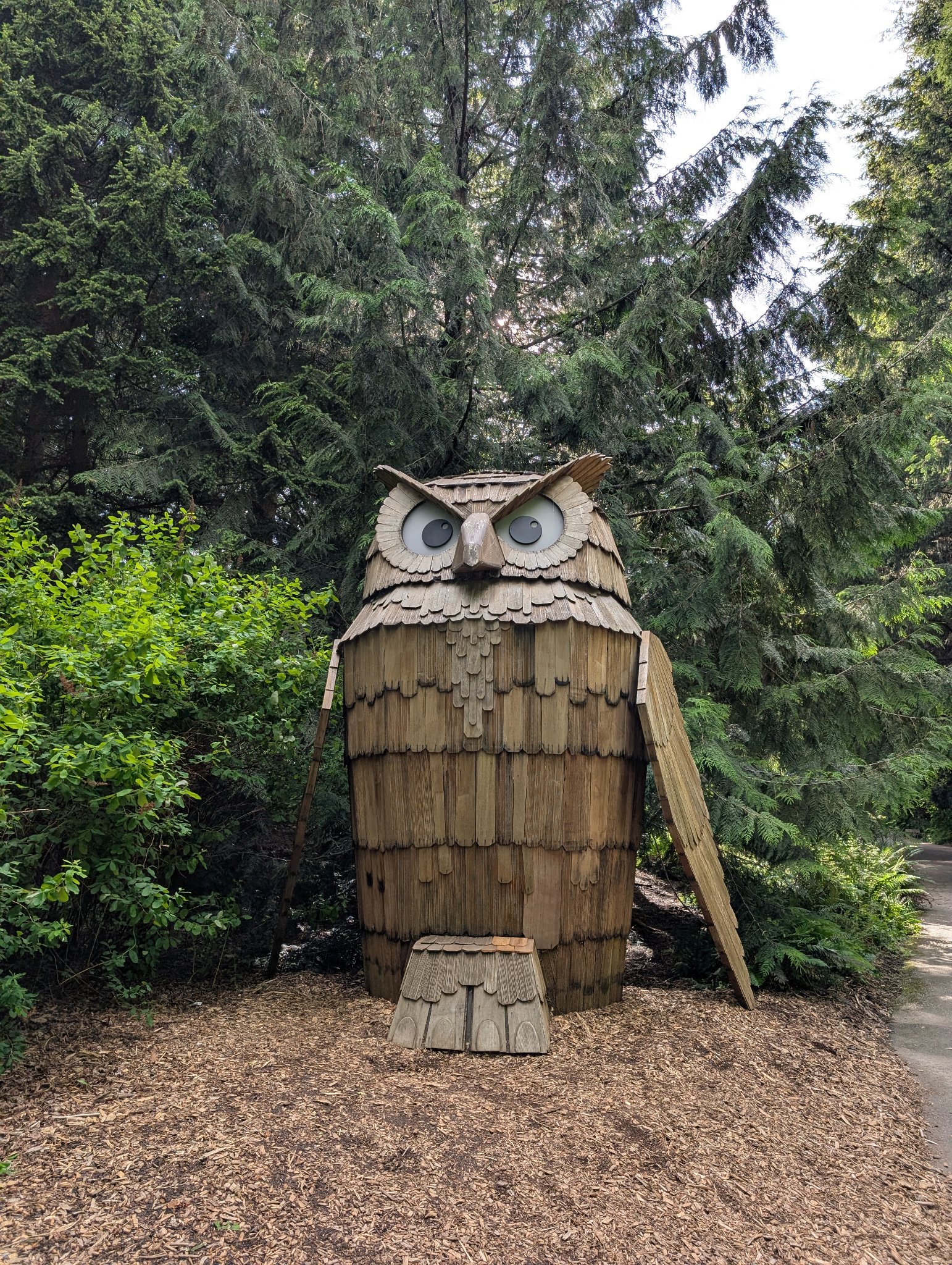 Owl in Vancouver, photographed May 30, 2026